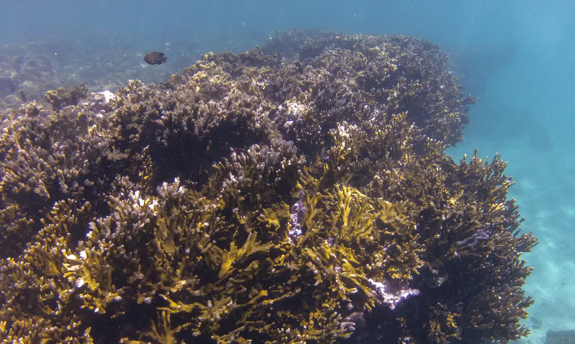 Brasil: Asignados más recursos para la preservación de corales en Brasil