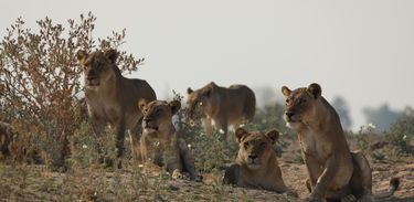 Grupo de leoas defende o seu território