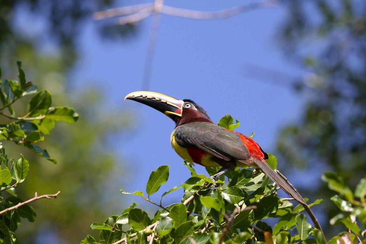 Bichos do Pantanal, Instituto Sustentar