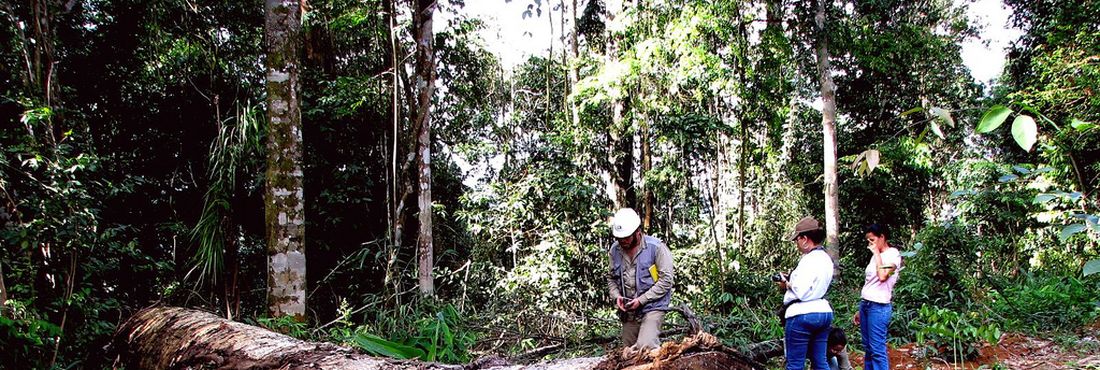 Madereira derruba árvore na Amazônia