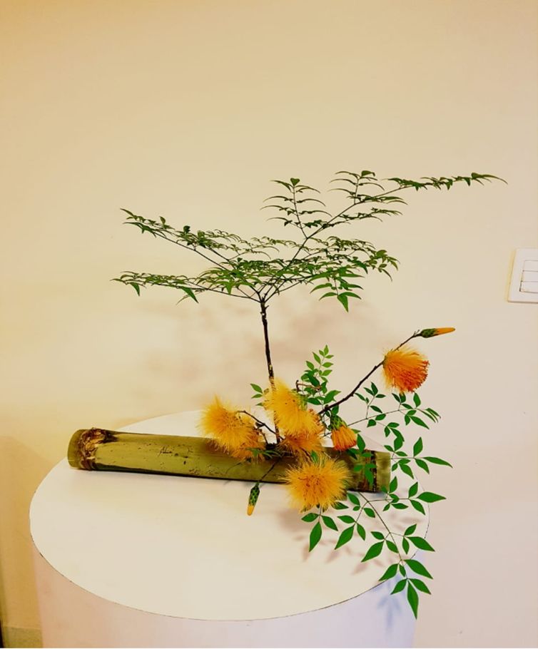 A arte da vida em forma de flores, é a ikebana, exposição que marca o centenário da imigração japonesa no Brasil, em Brasília.