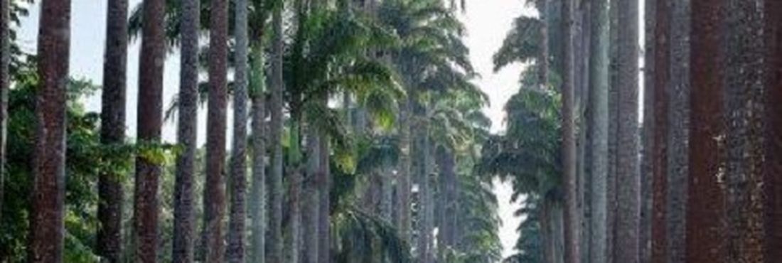 Fotos árvores Rio jardim botânico meio ambiente