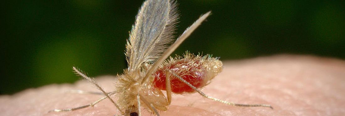 O mosquito flebótomo, também conhecido como birigui ou mosquito-palha, parasita da leishmaniose.
