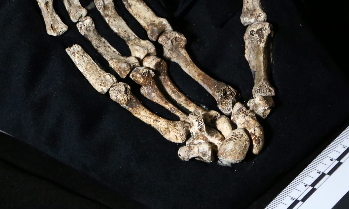 Imagem divulgada pela Wits University mostra os ossos da mão de uma antiga espécie do gênero humano conhecida como Homo Naledi, em Johanesburgo, na África do Sul
