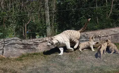 São Paulo (SP), 18/07/2025 - Filhotes da tigresa branca Indira no zoológico Animália Park, em Cotia. Foto: Rovena Rosa/Agência Brasil