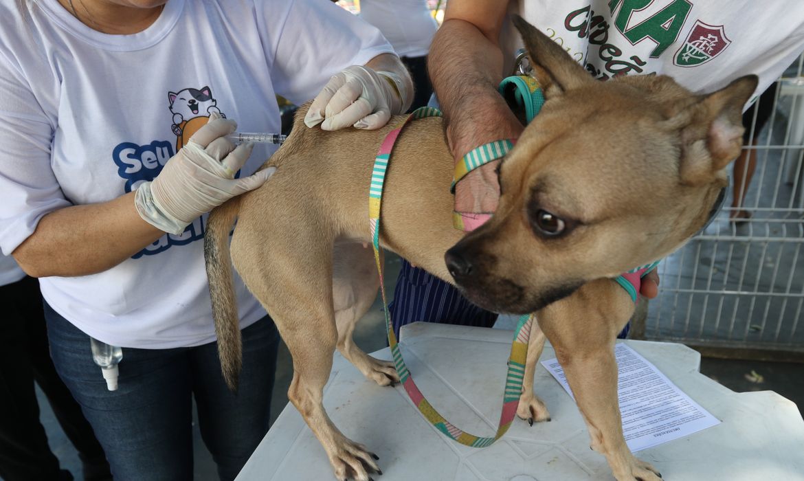 Posto de vacinação no Rio Comprido, região central da cidade. Rio inicia hoje(27) campanha de vacinação antirrábica para cães e gatos.