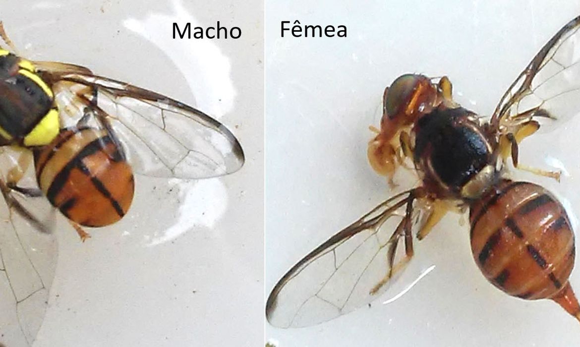 Brasília (DF) - A mosca-da-carambola (Bactrocera carambolae, Drew & Hancock) é uma praga quarentenária presente e um dos principais riscos à agricultura nacional, devido aos seus danos econômicos, que podem ser diretos, quando causados por