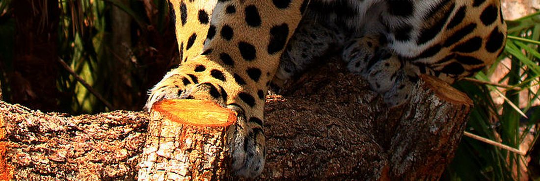 Onça pintada ou Jaguar