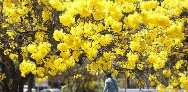 Dia da Árvore: Ipê-amarelo é árvore-símbolo do Brasil