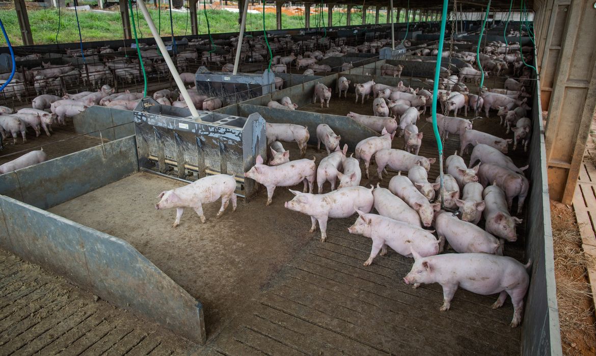 Granja de suínos, Suinocultura, porcos,suínos