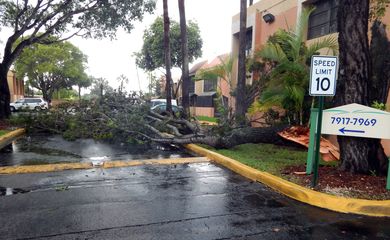 Miami - Árvore caída na pista devido aos fortes ventos das primeiras chuvas ligadas ao Furacão Irma em Miami