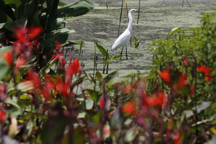 Garça branca pequena nos jardins filtrantes do Parque Orla Piratininga Alfredo Sirkis, em Niterói.