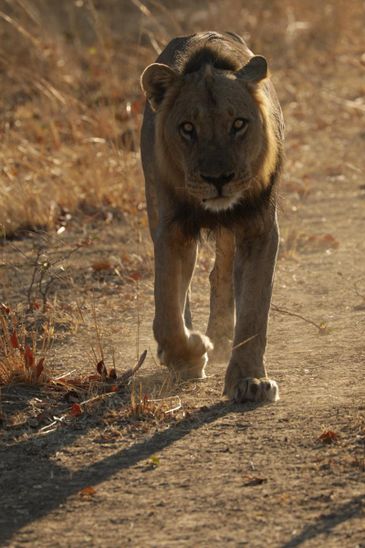 Disputa entre alcateias de leões é tema da série O País do Grande Felino