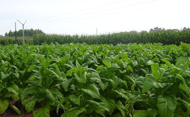 Mais de 90% dos produtores de tabaco do Brasil estão na Região Sul e têm pequenas propriedades             