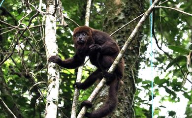 Mais sete macacos bugios são soltos no Parque Nacional da Tijuca, no Rio de Janeiro.  Foto: Marcelo Rheingantz/PNT