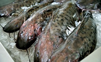 Brasília -  A tradição de comer peixe na sexta-feira Santa leva consumidores aos mercados de peixe na capital (José Cruz/Agência Brasil)