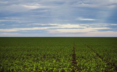 Área de plantação de soja próxima ao município de Brasnorte, noroeste de Mato Grosso. (Marcelo Camargo/Agência Brasil)