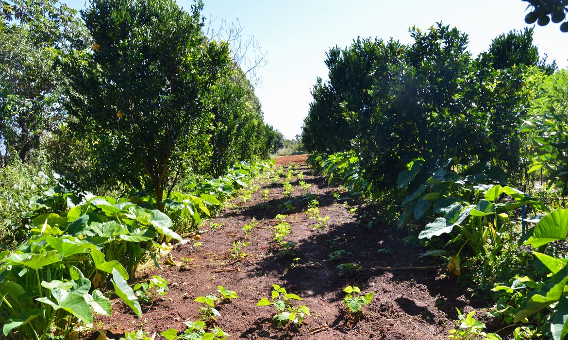Sítio Pinheiro, na região de Brazlândia, no DF. A produção de alimentos orgânicos no sistema de agroflorestas vem ganhando destaque entre produtores rurais (Antonio Cruz/Agência Brasil)