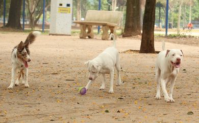 Tutores com cães no Parcão, espaço exclusivo para cachorros, na Praça Ayrton Senna do Brasil.