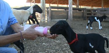Fazenda no Distrito Federal tem criação de ovelhas premiadas