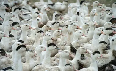 Brasília (DF), 18/05/2025 - Patos.e gansos. Gripe abiária. Foto: Agência Senado/Divulgação
