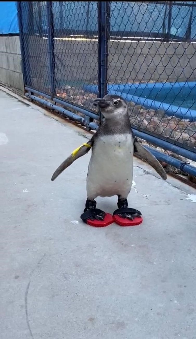 Pinguins em tratamento chinelos