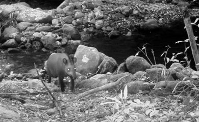Rio de Janeiro (RJ) 08/01/2025 - Anta flagrada em vida livre no território do estado do Rio de Janeiro.
Foto: Ascom-Instituto Estadual do Ambiente/Divulgação