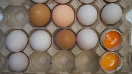 Projeto desenvolvido na Universidade Federal do Paraná sugere destinação adequada à casca de ovo