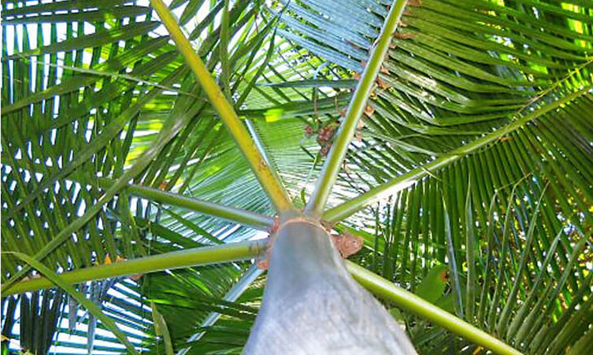 Atlantic forest gets four tons of endangered juçara palm seeds
