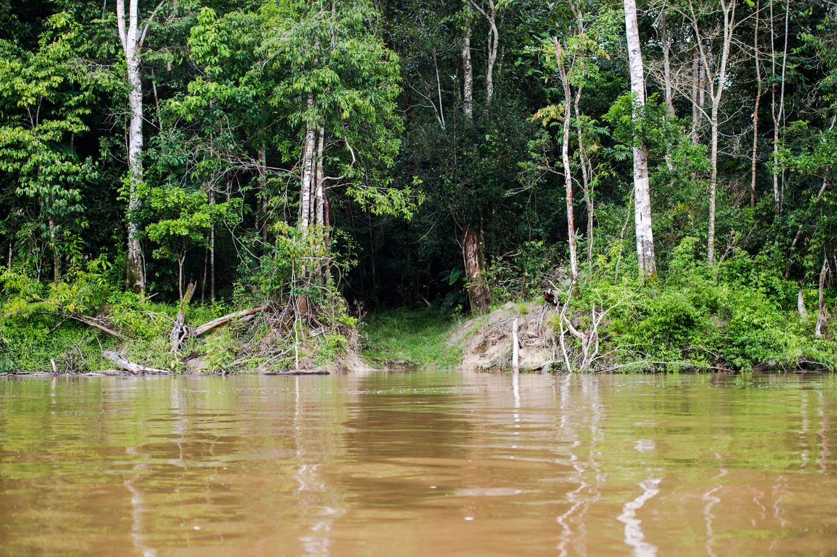 Pará e Mato Grosso são estados com maior redução da vegetação nativa