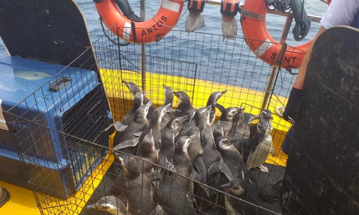 Projeto de Monitoramento de Praias (PMP), realizou com o Instituto Gremar, a soltura de 31 pinguins na Bacia de Santos.