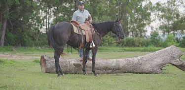Domar o cavalo buscando interação e a confiança do equino, é possível ter um cavalo dócil e confiável para ser montado.