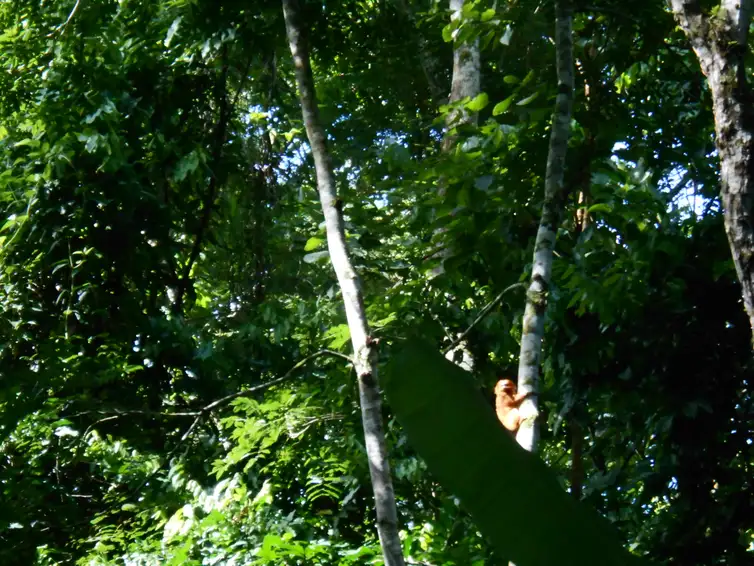 Mico-leão-dourado avistado por pesquisadores na Reserva Biológica Fiocruz Mata Atlântica, na cidade do Rio de Janeiro (Imagem de divulgação/direitos reservados)