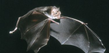 Morcego vampiro