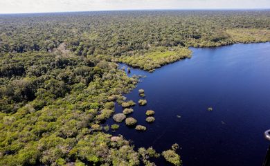 Manaus, AM 06/07/2024 Cenas da Amazônia. Floresta margeada pelo Rio Negro   Foto: Fabio Rodrigues-Pozzebom