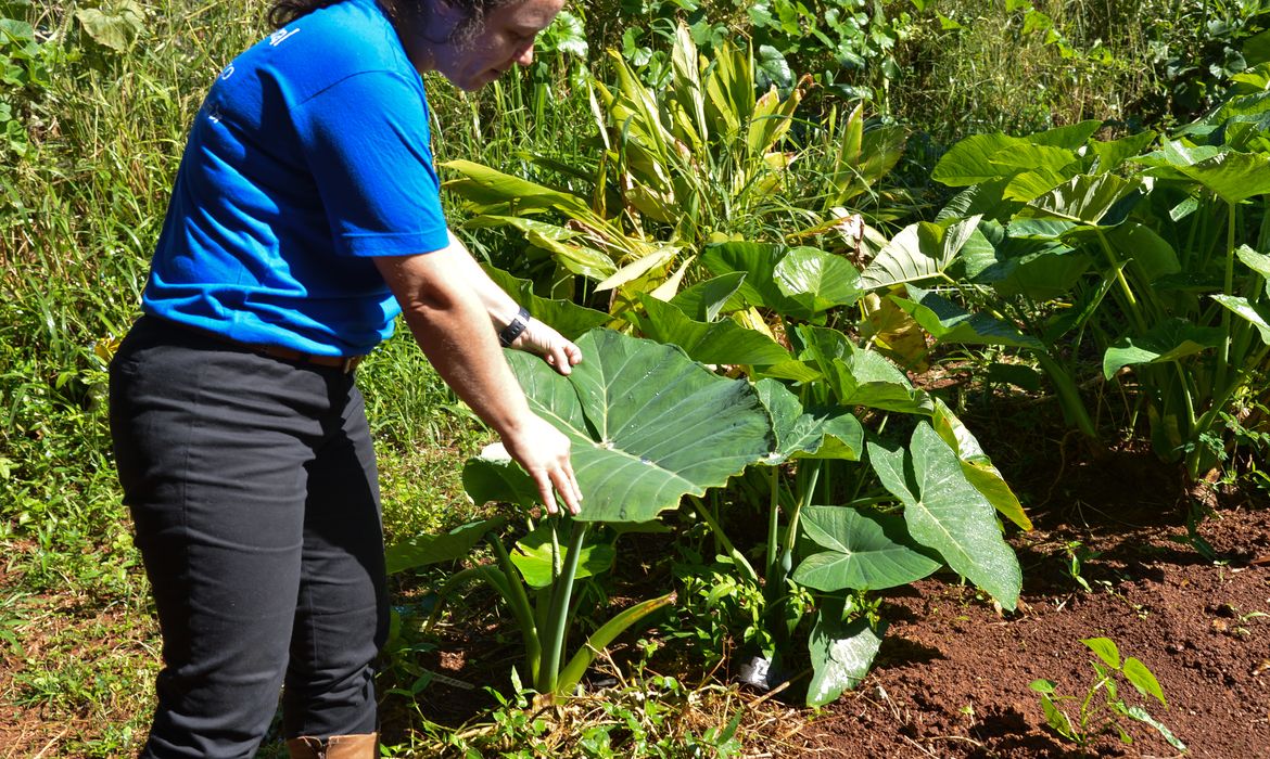 A produtora rural Silvia Pinheiro adotou o sistema agroflorestas em sua propriedade, e, segundo Silvia, a biodiversidade é tão grande que evita muitas pragas e dá mais saúde para os vegetais (Antonio Cruz/Agência Brasil)