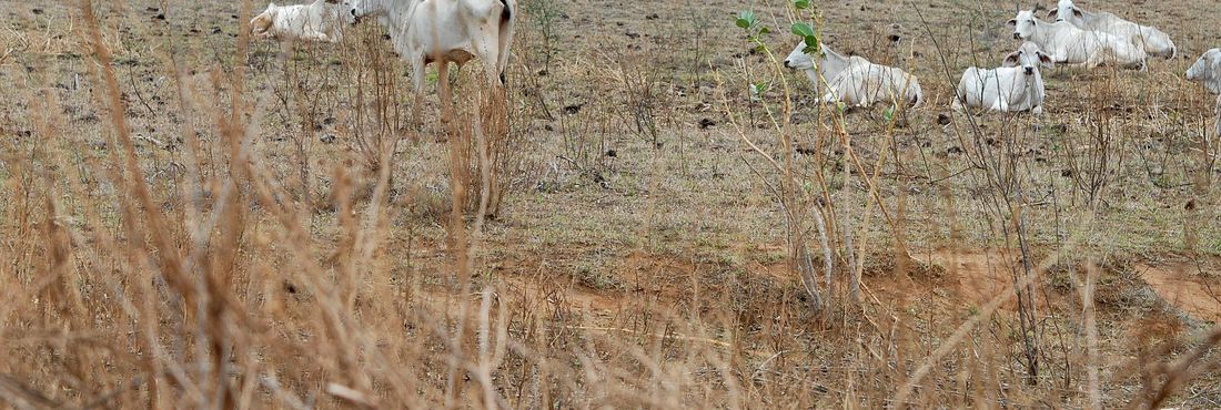 Urandi (BA) - O gado magro procura alimento no pasto seco depois de uma estiagem prolongada Foto: