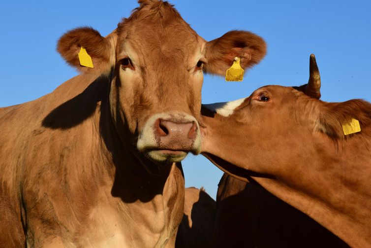 Rebanho bovino no Sul sofre com falta de comida