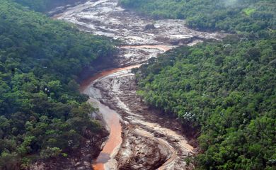 Reflorestamento de áreas atingidas em Mariana