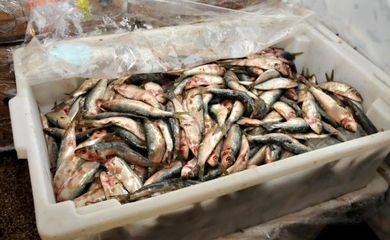 Sardinha