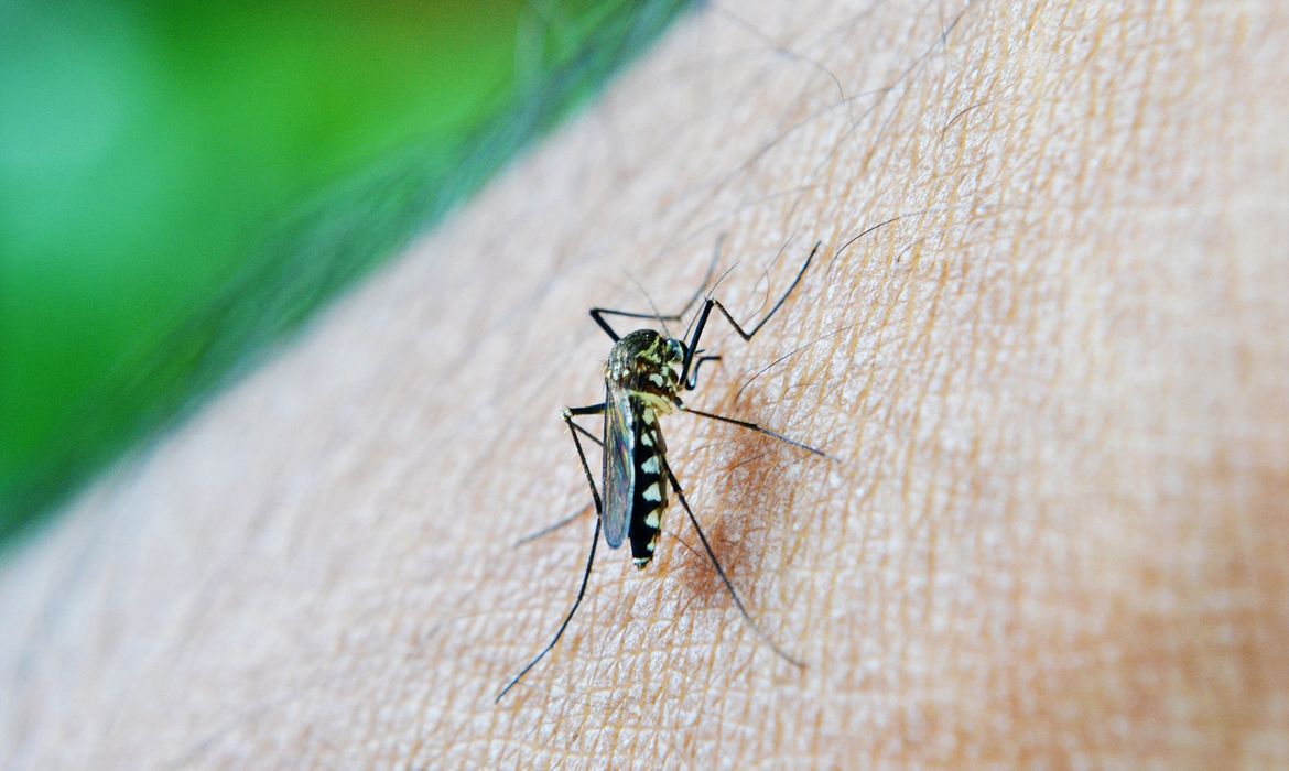 Brasil ultrapassa 650 mil casos de dengue | Agência Brasil