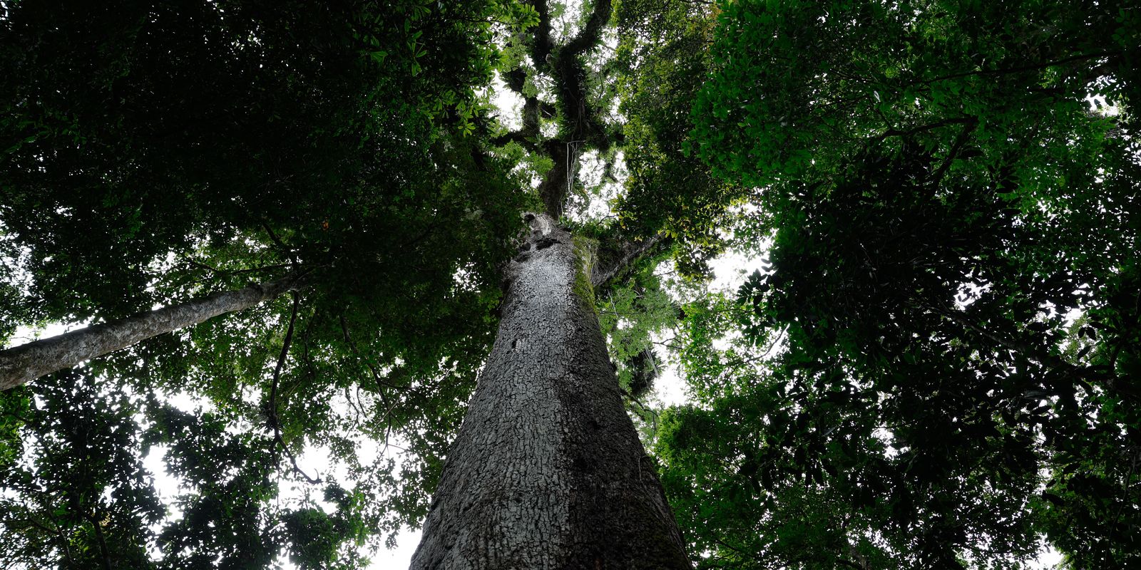 Com 63 vetos, presidente Lula sanciona o PL do licenciamento ambiental