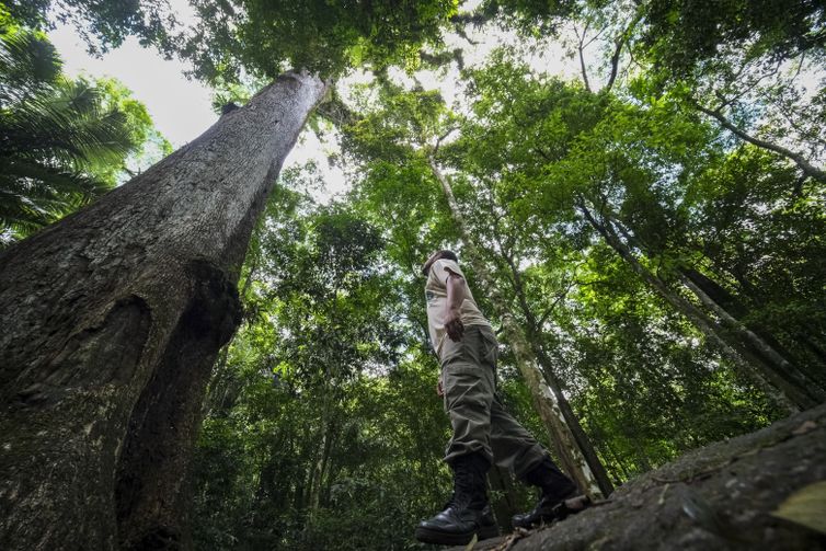 Fernando Frazão/Agência Brasil Cachoeiras de Macacu (RJ) 25/11/2024 – Um Jequitibá-rosa (Cariniana legalis) milenar, com mais de 40 metros de altura, é observado pelo guarda-parque Leomir Ferreira no Parque Estadual dos Três Picos, que recebe monitoramento do Projeto Guapiaçu para restauração da Mata Atlântica e educação ambiental. Foto: Fernando Frazão/Agência Brasil