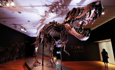 Esqueleto de Tyrannosaurus Rex em Nova York