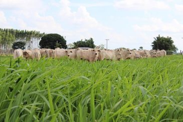 Lançado no início de março, BRS Quênia é uma cultivar de capim mais nutritivo, tanto em proteína bruta quanto em digestibilidade para os bovinos 