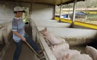 porcos.jpg