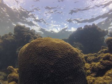 Coral Montastraea cavernosa no recife Pirambu, na APA Costa dos Corais./Foto: Fernando Frazão/Agência Brasil Coral Montastraea cavernosa no recife Pirambu, na APA Costa dos Corais.