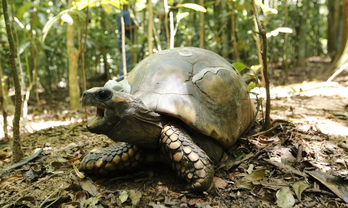 Jabutis-tinga são soltos no Parque Nacional da Tijuca após 200 anos extintos do local.