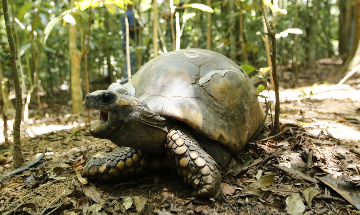  Jabutis-tinga são soltos no Parque Nacional da Tijuca após 200 anos extintos do local.