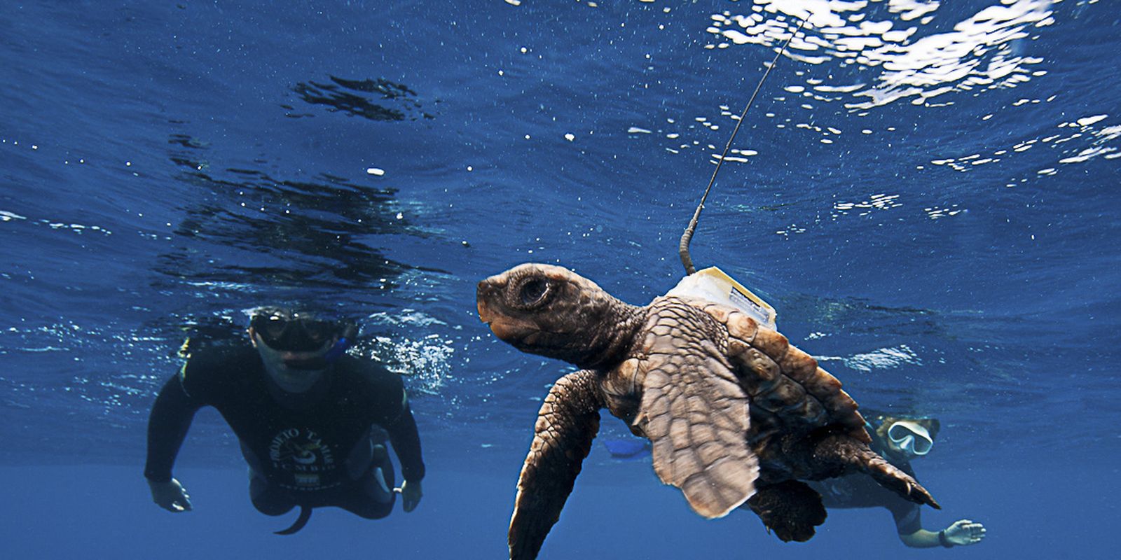 Brazilian initiative protects 18 million sea turtles   Agência Brasil